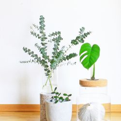 urbanjunglebloggers, planty wishes