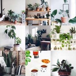 Urban Jungle Bloggers Houseplant Appreciation Day