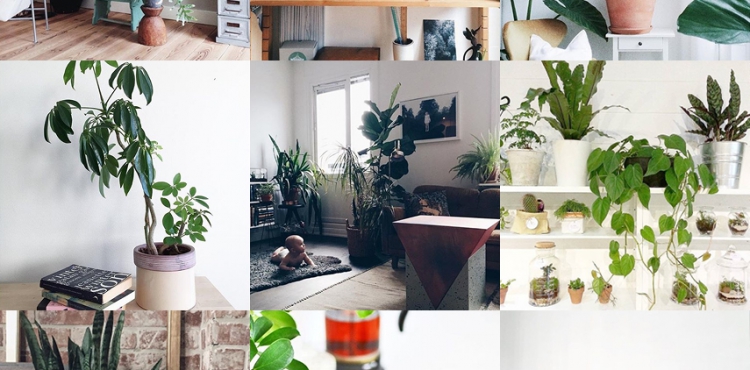 Urban Jungle Bloggers Houseplant Appreciation Day