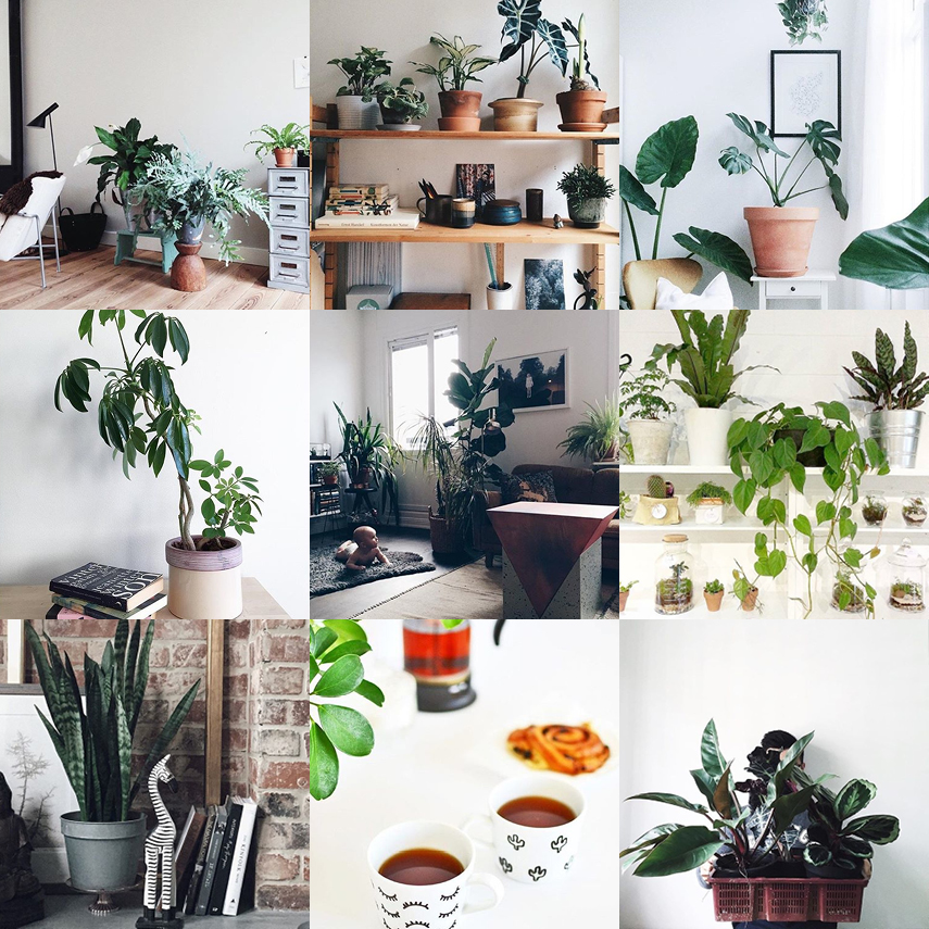 Houseplant Appreciation Day 2016