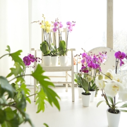 Urban Jungle Bloggers orchids