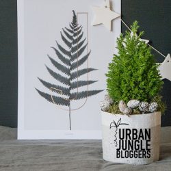 urbanjunglebloggers, planty wishes