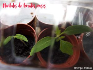 urbanjunglebloggers, kitchen greens