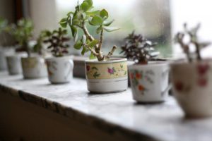 urbanjunglebloggers, kitchen greens