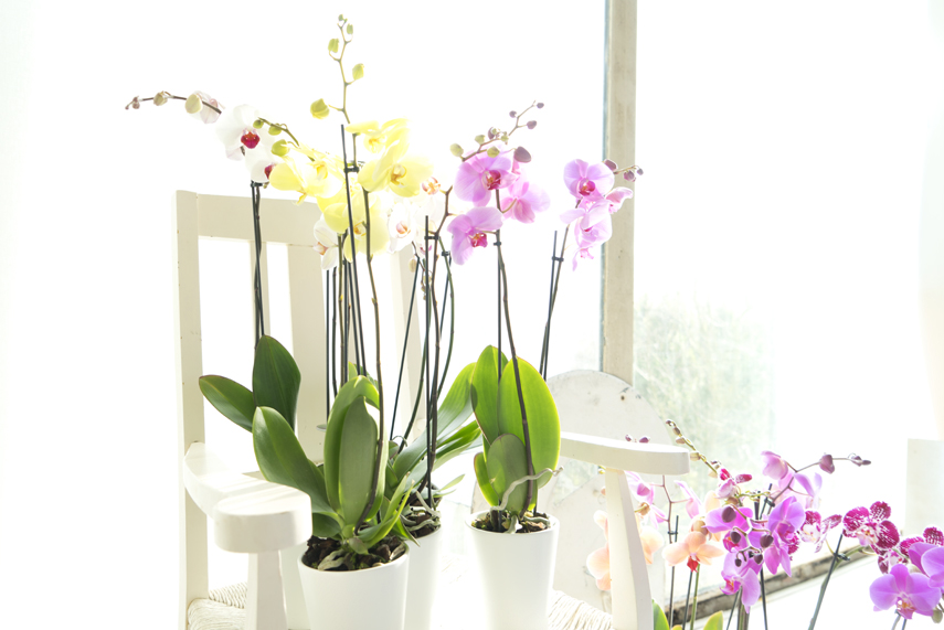 Urban Jungle Bloggers - America's Next Plant Model - orchids