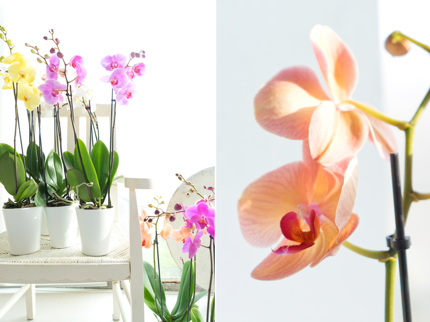 Urban Jungle Bloggers - America's Next Plant Model - orchids