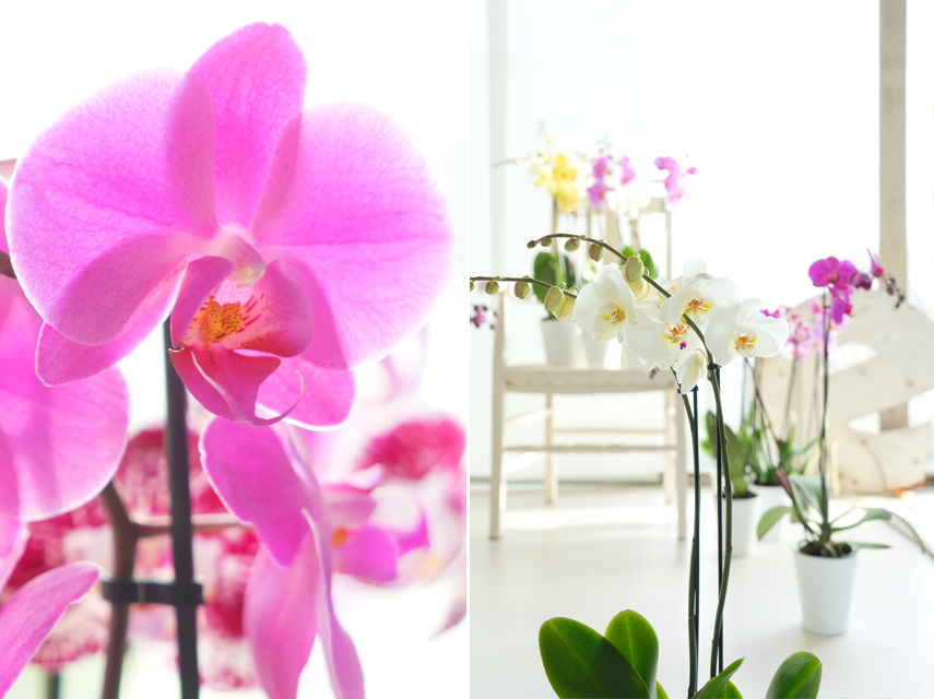 Urban Jungle Bloggers - America's Next Plant Model - orchids