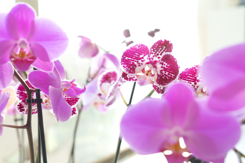 Urban Jungle Bloggers - America's Next Plant Model - orchids