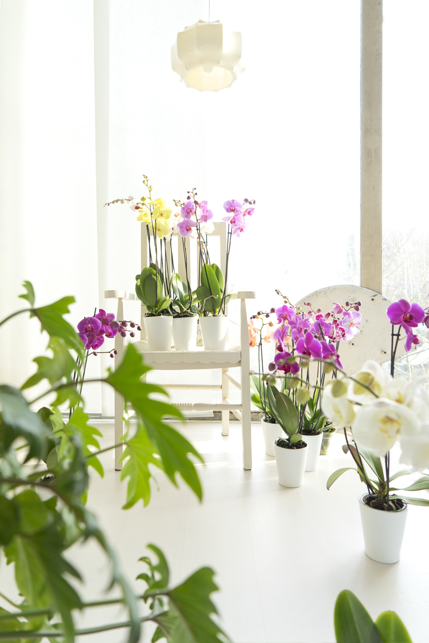 Urban Jungle Bloggers - America's Next Plant Model - orchids