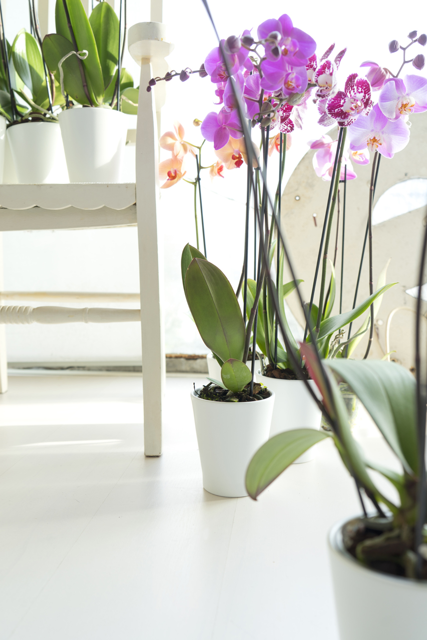 Urban Jungle Bloggers - America's Next Plant Model - orchids