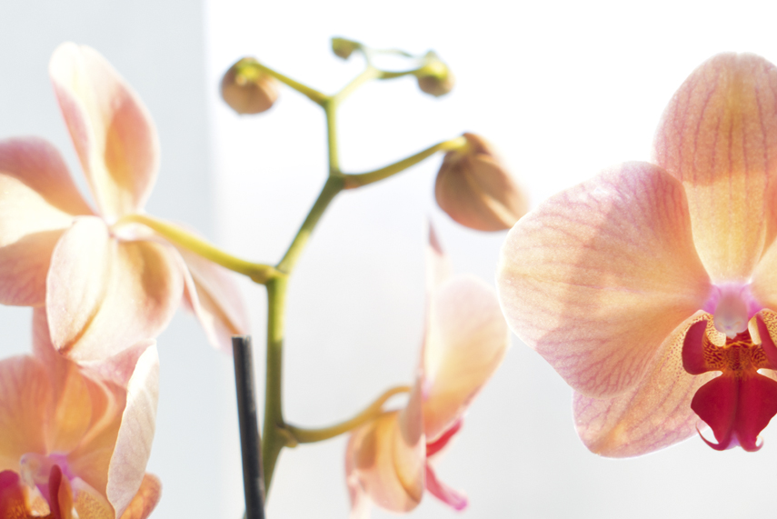 Urban Jungle Bloggers - America's Next Plant Model - orchids