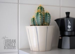 urbanjunglebloggers, kitchen greens