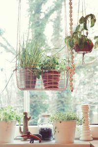 urbanjunglebloggers, kitchen greens