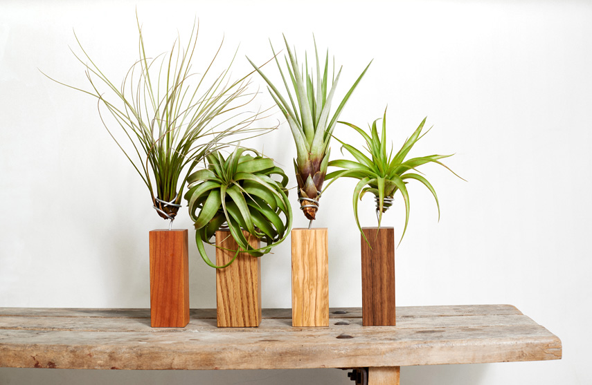 Evrgreen Tillandsia airplants + giveaway