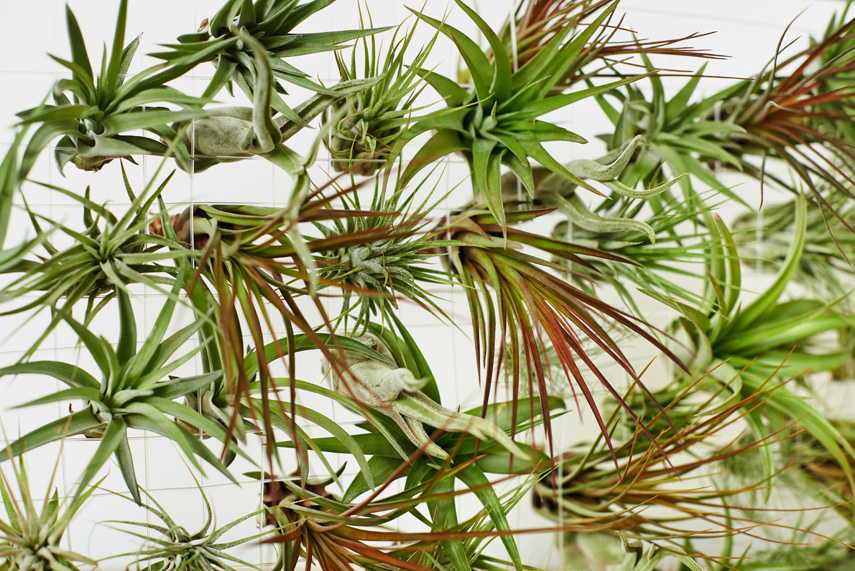 Evrgreen Tillandsia airplants + giveaway