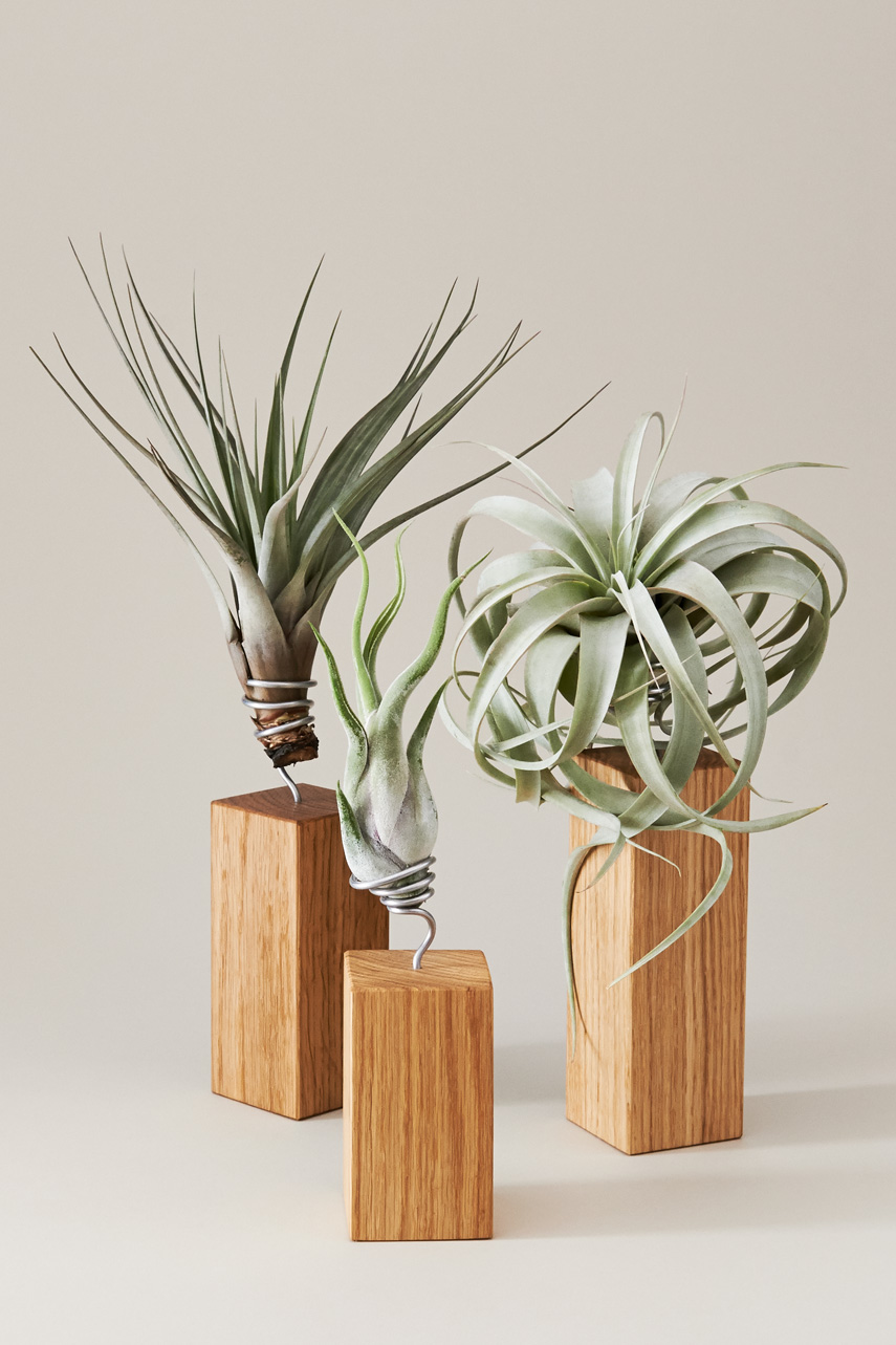 Evrgreen Tillandsia airplants + giveaway