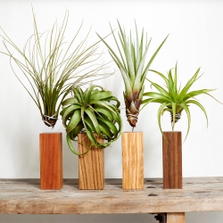Evrgreen Tillandsia airplants + giveaway via UrbanJungleBloggers.com