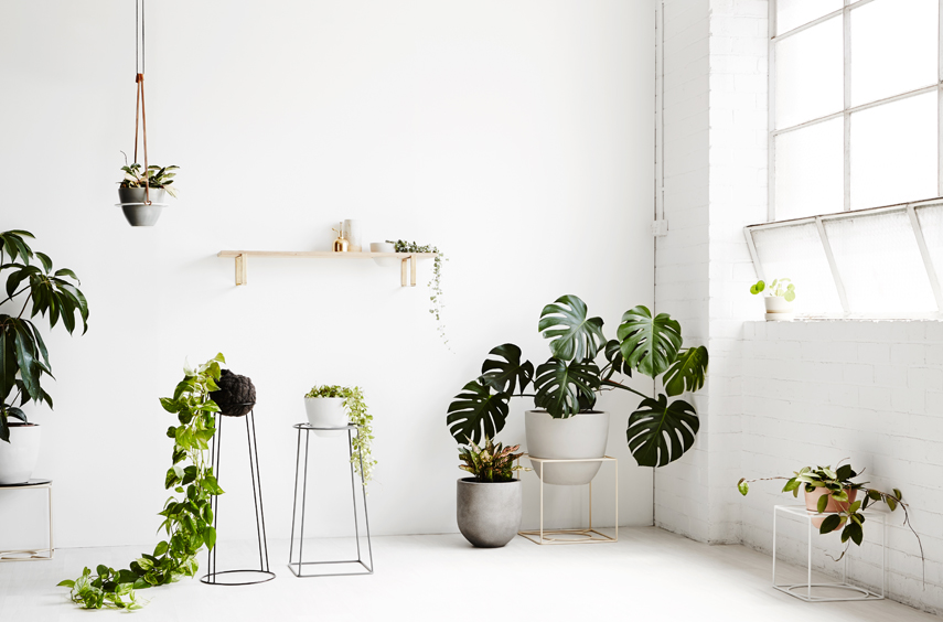 Ivy Muse Homebody collection via Urban Jungle Bloggers