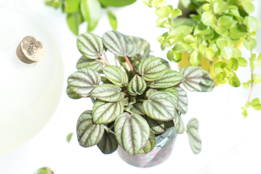 Houseplant of the Month April: Peperomia