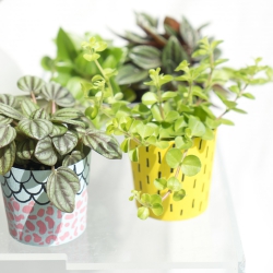 Houseplant of the Month April: Peperomia