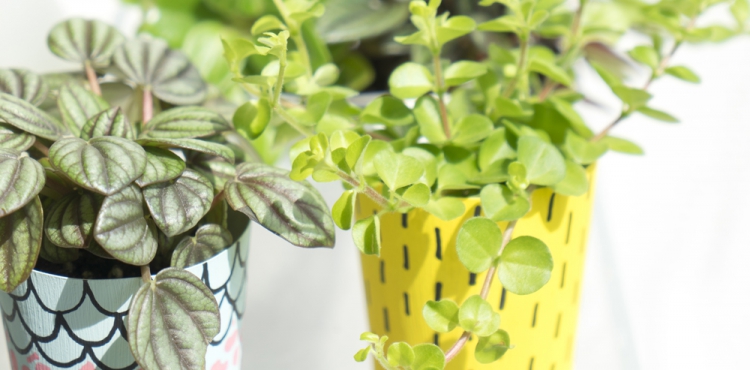 Houseplant of the Month April: Peperomia