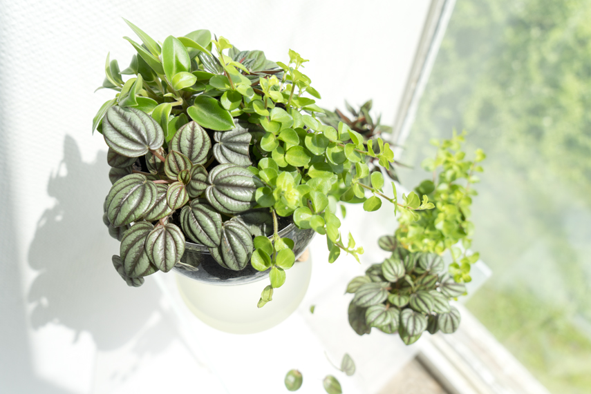 Houseplant of the Month April: Peperomia