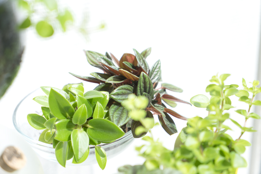 Houseplant of the Month April: Peperomia