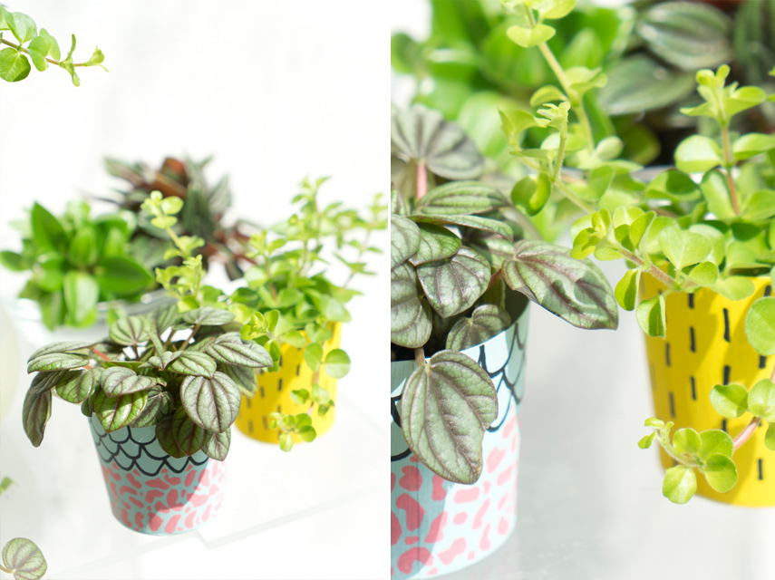 Houseplant of the Month April: Peperomia