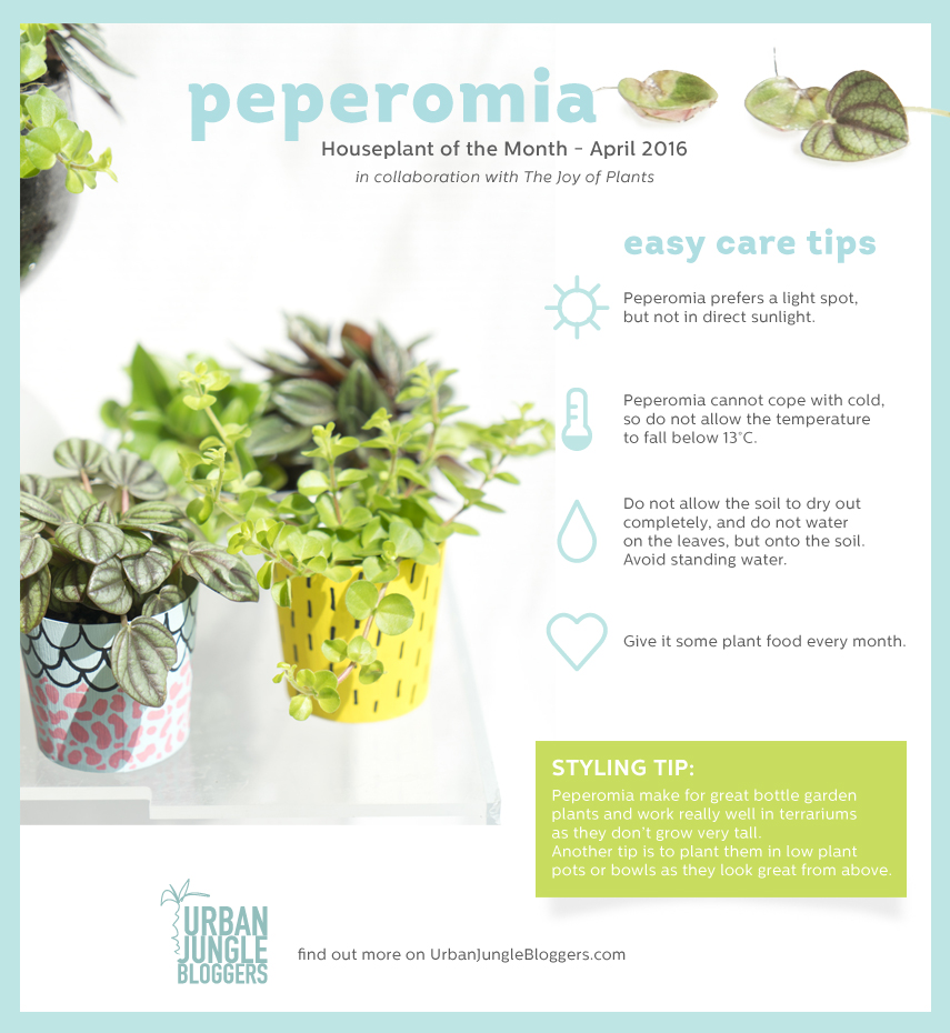 Houseplant of the Month April: Peperomia