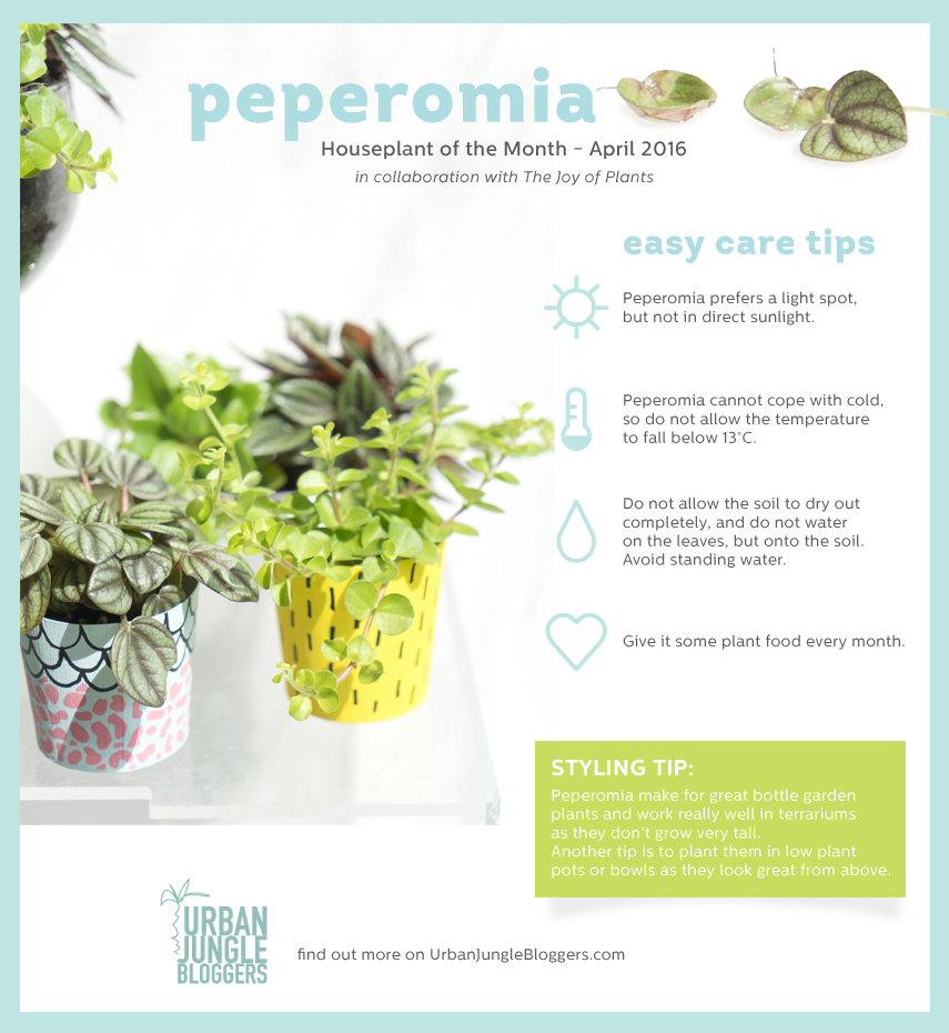Houseplant of the Month April: Peperomia