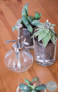urbanjunglebloggers, plants and glass
