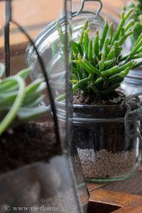 urbanjunglebloggers, plants and glass