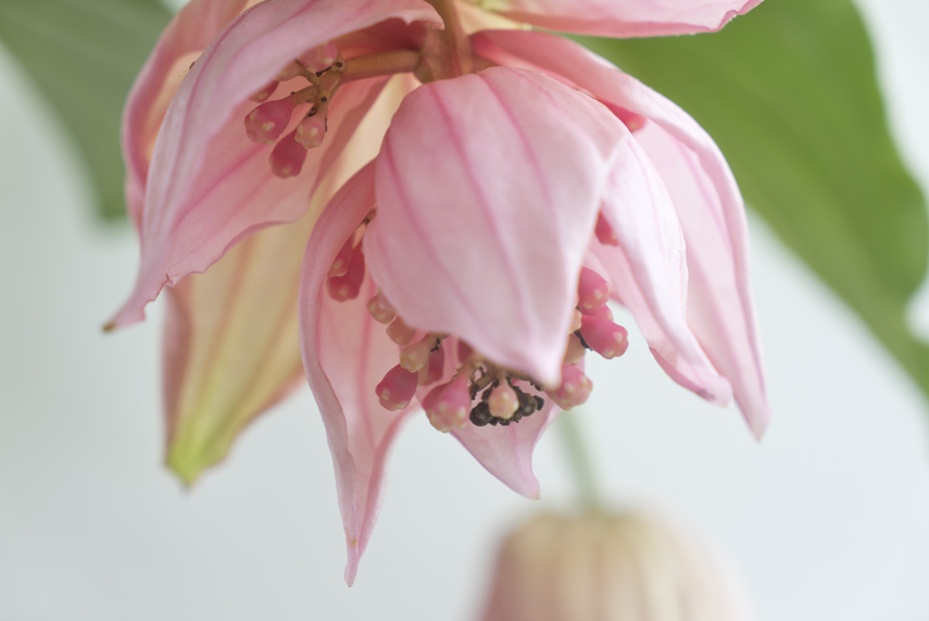 Medinilla by Urban Jungle Bloggers