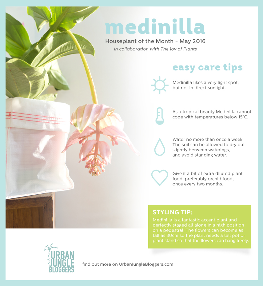 Medinilla by Urban Jungle Bloggers