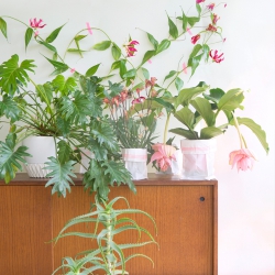Tropical Beauties by Urban Jungle Bloggers