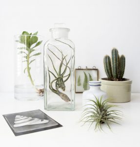 urbanjunglebloggers, plants and glass