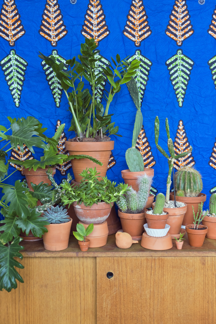 Houseplant of the month June: Zamioculcas by Urban Jungle Bloggers