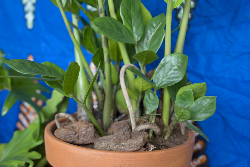 Houseplant of the month June: Zamioculcas by Urban Jungle Bloggers