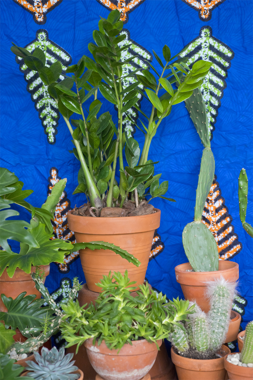 Houseplant of the month June: Zamioculcas by Urban Jungle Bloggers