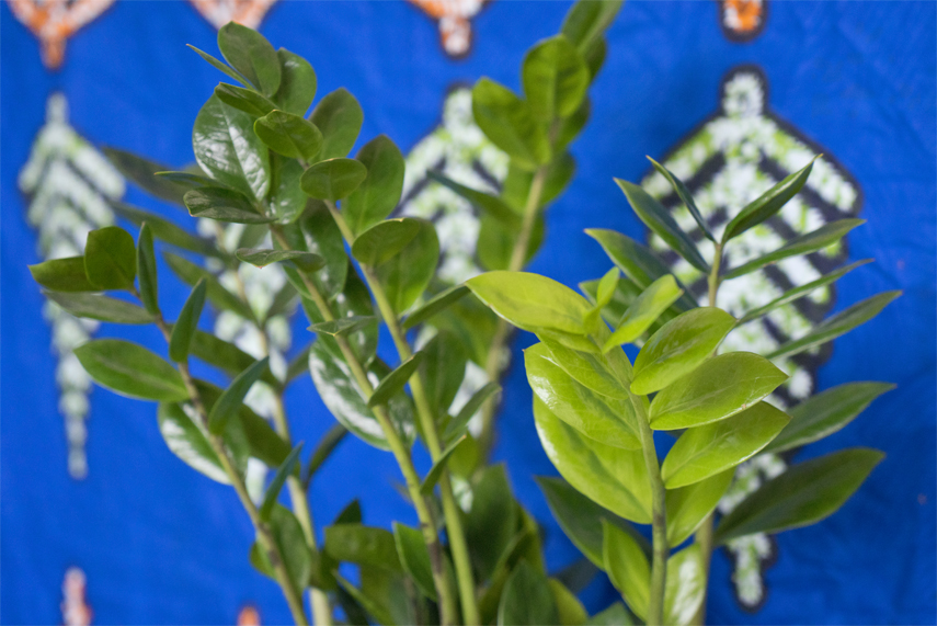 Houseplant of the month June: Zamioculcas by Urban Jungle Bloggers