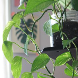 Urban Jungle Bloggers in June 2016: 1 Plant 3 Stylings