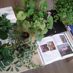 Urban Jungle Bloggers in June 2016: 1 Plant 3 Stylings