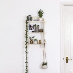 Urban Jungle Bloggers in June 2016: 1 Plant 3 Stylings