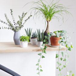 Urban Jungle Bloggers in June 2016: 1 Plant 3 Stylings