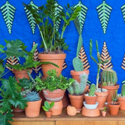 Houseplant of the month June: Zamioculcas by Urban Jungle Bloggers