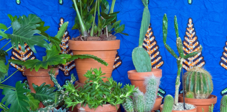 Houseplant of the month June: Zamioculcas by Urban Jungle Bloggers