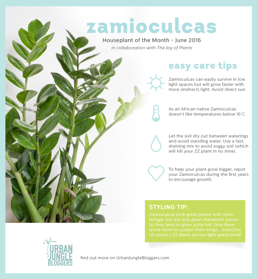 Zamioculcas care tips by Urban Jungle Bloggers