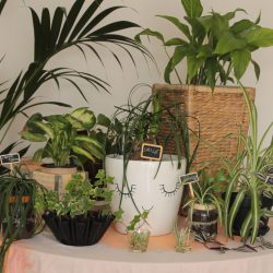 Urban Jungle Bloggers in June 2016: 1 Plant 3 Stylings