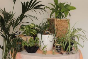 Urban Jungle Bloggers in June 2016: 1 Plant 3 Stylings