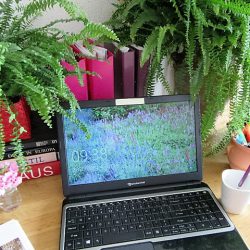 Urban Jungle Bloggers in June 2016: 1 Plant 3 Stylings